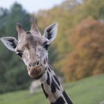 WILDLANDS Dierenpark Emmen